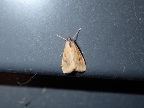 Udea ferrugalis