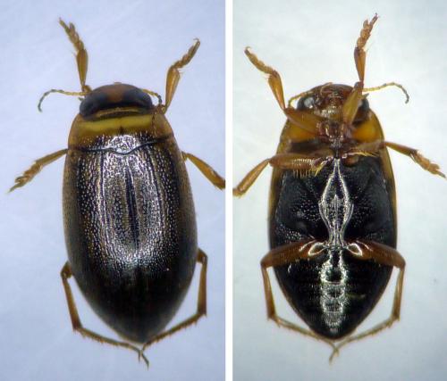 Réf. 206 406 : Hygrotus impressopunctatus