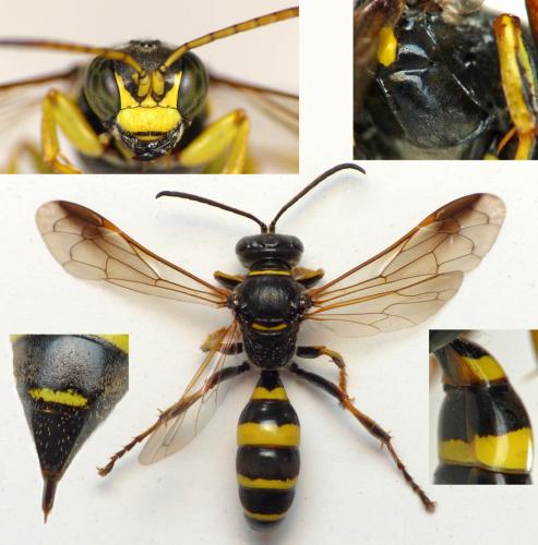 Réf. 206 925 : Gorytes laticinctus