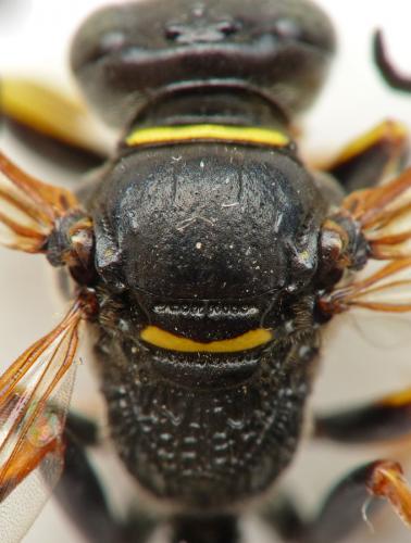Gorytes laticinctus