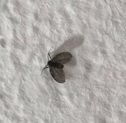 Clogmia albipunctata