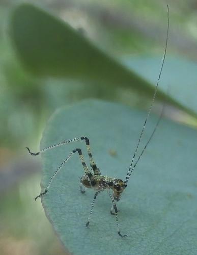 Phaneroptera nana