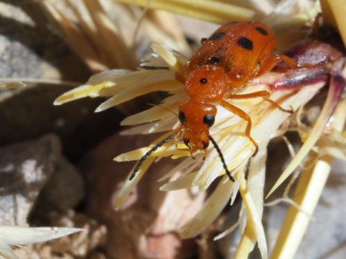 Réf. 206 486 : Nemognatha quinquemaculata