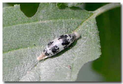 Hyposoter sp.