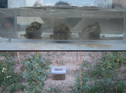Branchipus schaefferi