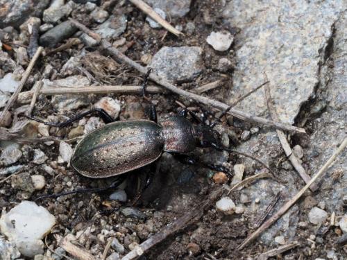 Carabus sp.