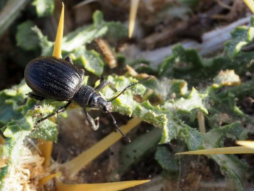 Eptacus arachniformis