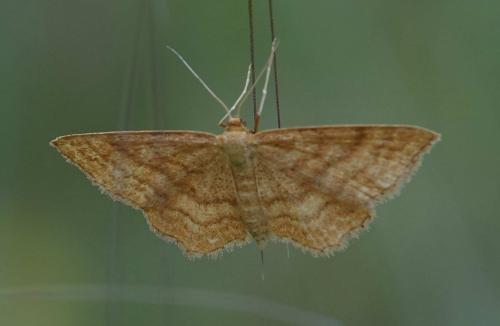 Réf. 206 806 : Idaea ochrata