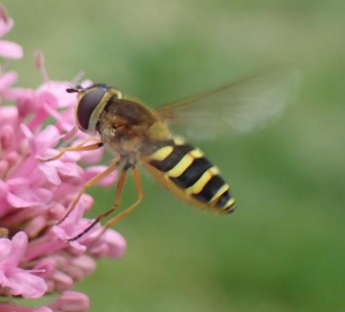 Réf. 206 568 : Syrphus ribesii
