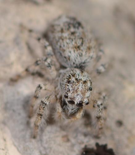 Réf. 206 066 : Salticus conjonctus