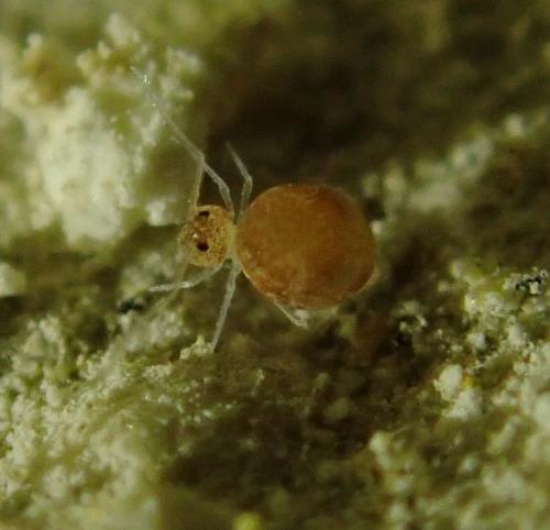 Disparrhopalites patrizii
