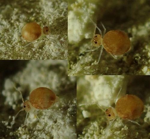 Disparrhopalites patrizii
