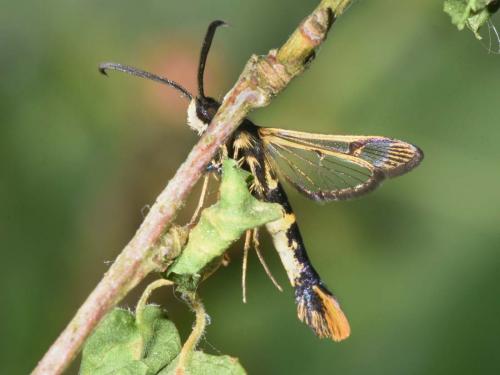 Synanthedon andrenaeformis