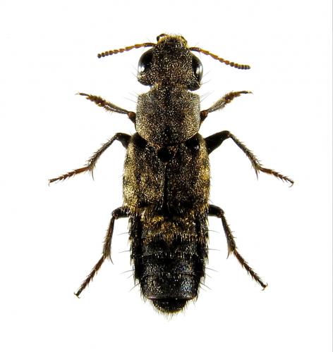 Ontholestes murinus