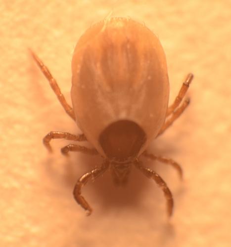 Ixodes ricinus