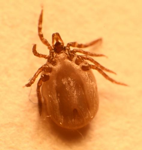 Ixodes ricinus