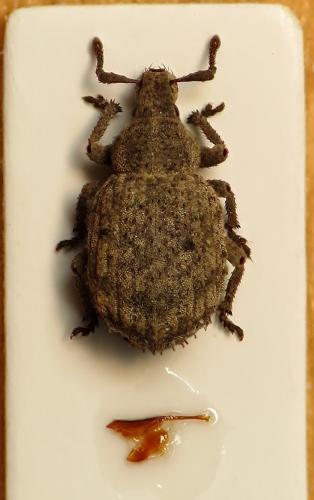 Romualdius scaber
