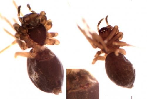 Réf. 206 957 : Bathyphantes parvulus