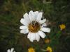 206795 – Photo : Anne Gilles – France (61)
