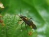 Capsodes sp.