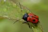 206993 – Photo : Marc Solari – France (68)