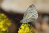 206851 – Photo : Michel Mathieu – France (34)