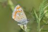 206651 – Photo : Michel Mathieu – France (34)
