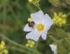 206475 – Photo : Daniel Boon – France (34)