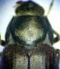 206616 – Photo : Mathurin CARNET – France (58)