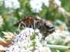 206289 – Photo : ORCHALLAN – France (44)