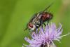 206978 – Photo : Marc Solari – France (68)