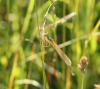 206928 – Photo : CHRISTOPHE DUFOUR – France (17)