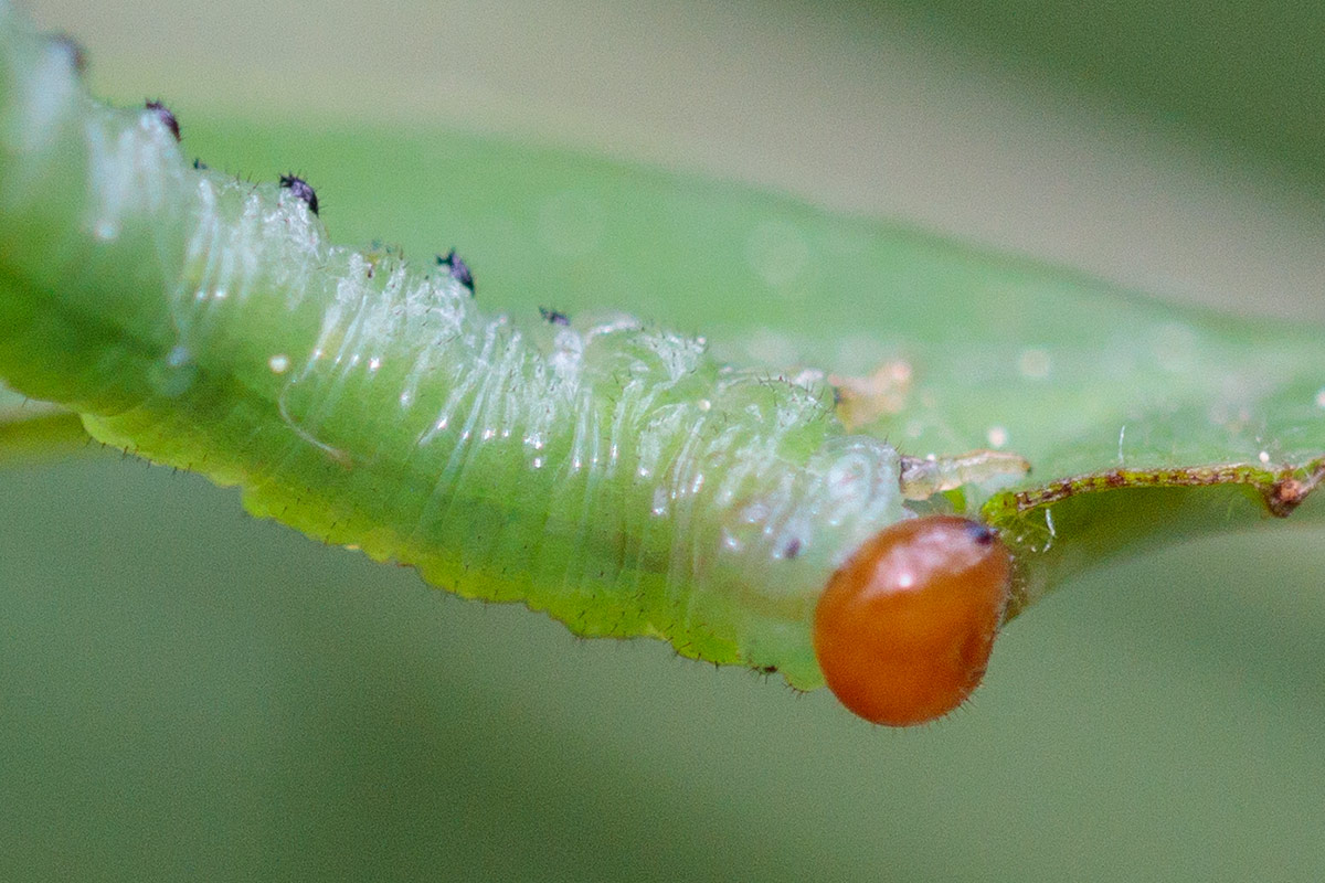 Pierre Duhem - Nematus (Nematus) lucidus - réf. 206810 (1200 x 800 pixels, 219 ko)