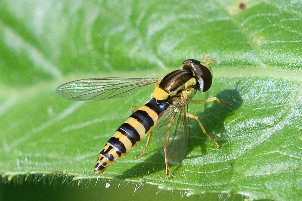 Didier Houbrechts - Sphaerophoria sp. - réf. 206660 (1024 x 683 pixels, 160 ko)