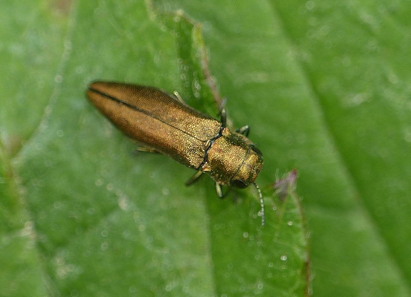 Julien Birard - Agrilus sp. - réf. 206099 (830 x 600 pixels, 81 ko)