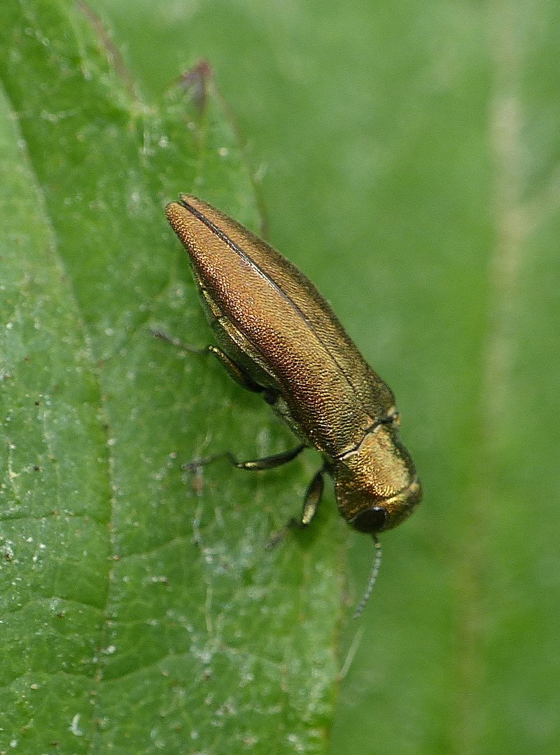 Julien Birard - Agrilus sp. - réf. 206098 (800 x 1078 pixels, 178 ko)