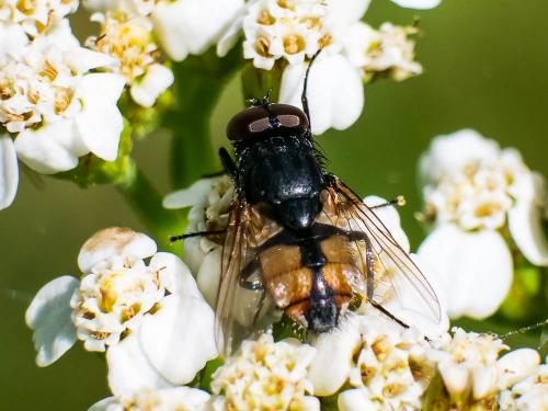 Musca autumnalis