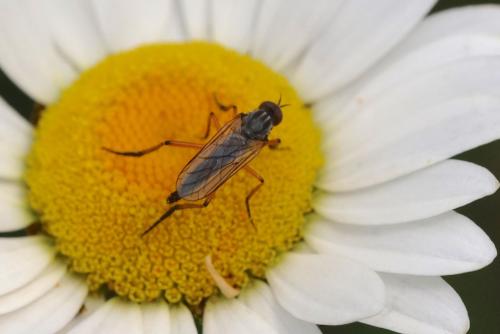 Empis sp.