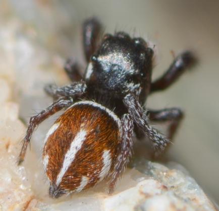 Pellenes nigrociliatus