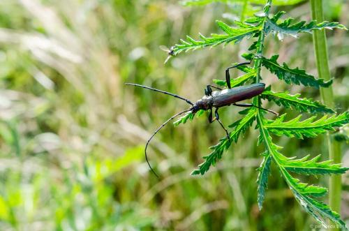 Réf. 207 456 : Aromia moschata