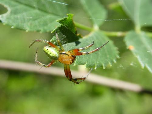 Araniella sp.