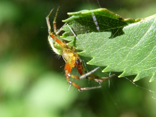 Araniella sp.