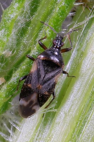 Réf. 207 088 : Anthocoris sp.