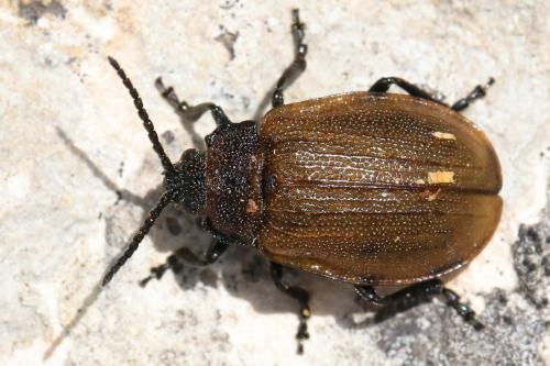 Galeruca pomonae