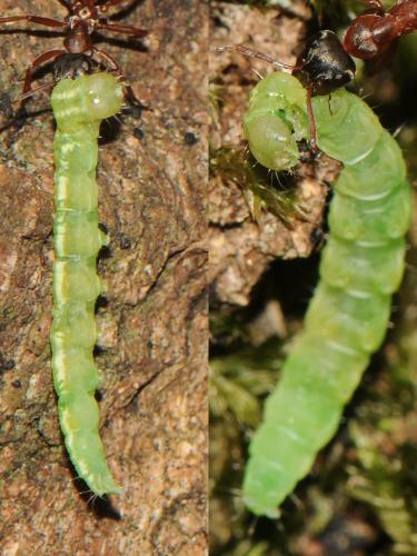 Carcina quercana