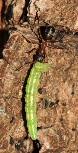 Carcina quercana