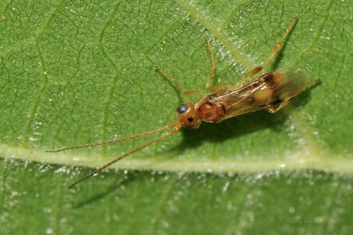 Phanerotoma sp.