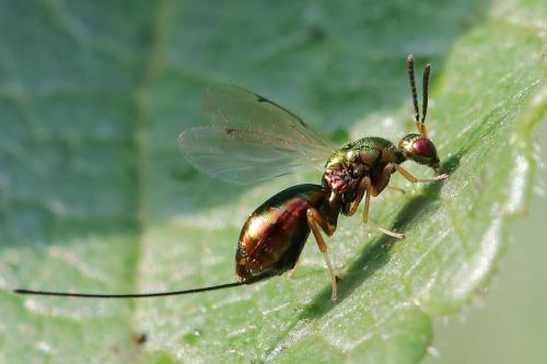 Torymus sp.