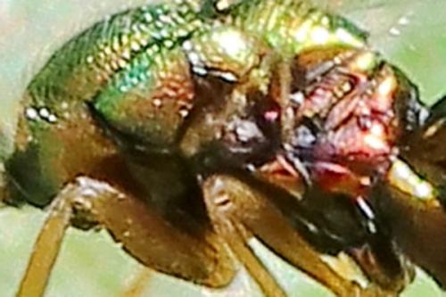 Torymus sp.