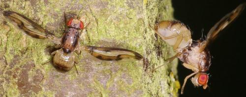 Toxoneura muliebris